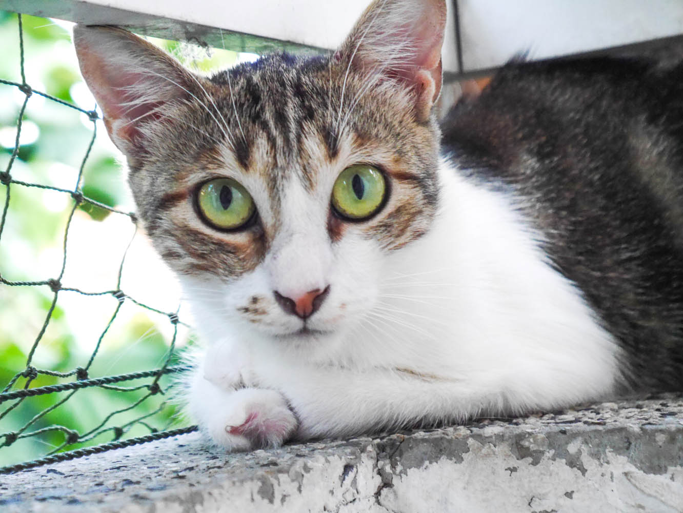 Tierschutz Katzen Vermittlung rund um Köln