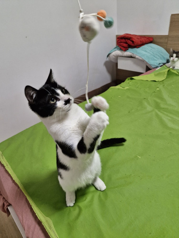 Duke-Finn-Picco Artikel (10)
