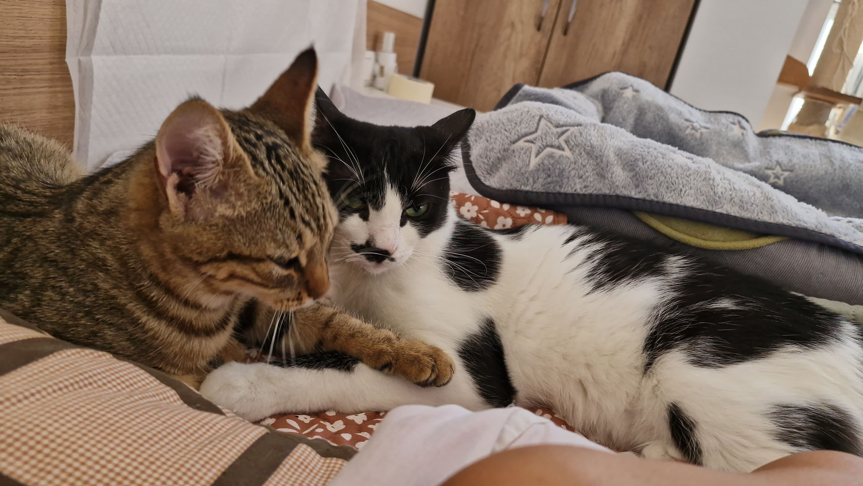Duke-Finn-Picco Artikel (2)