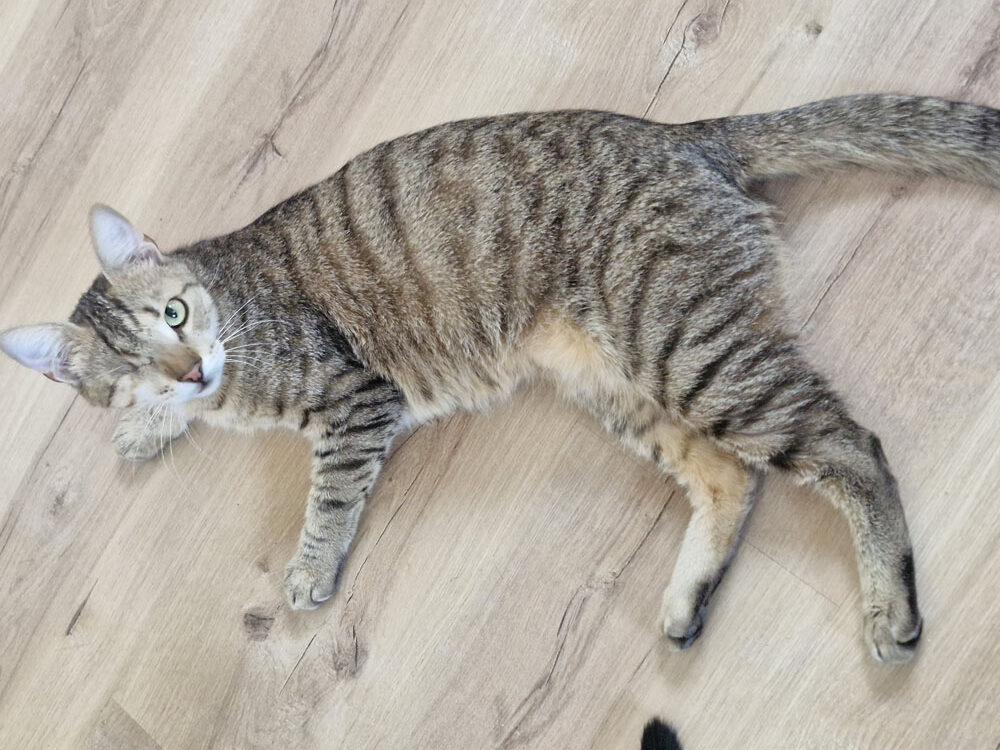 Duke-Finn-Picco Artikel (7)