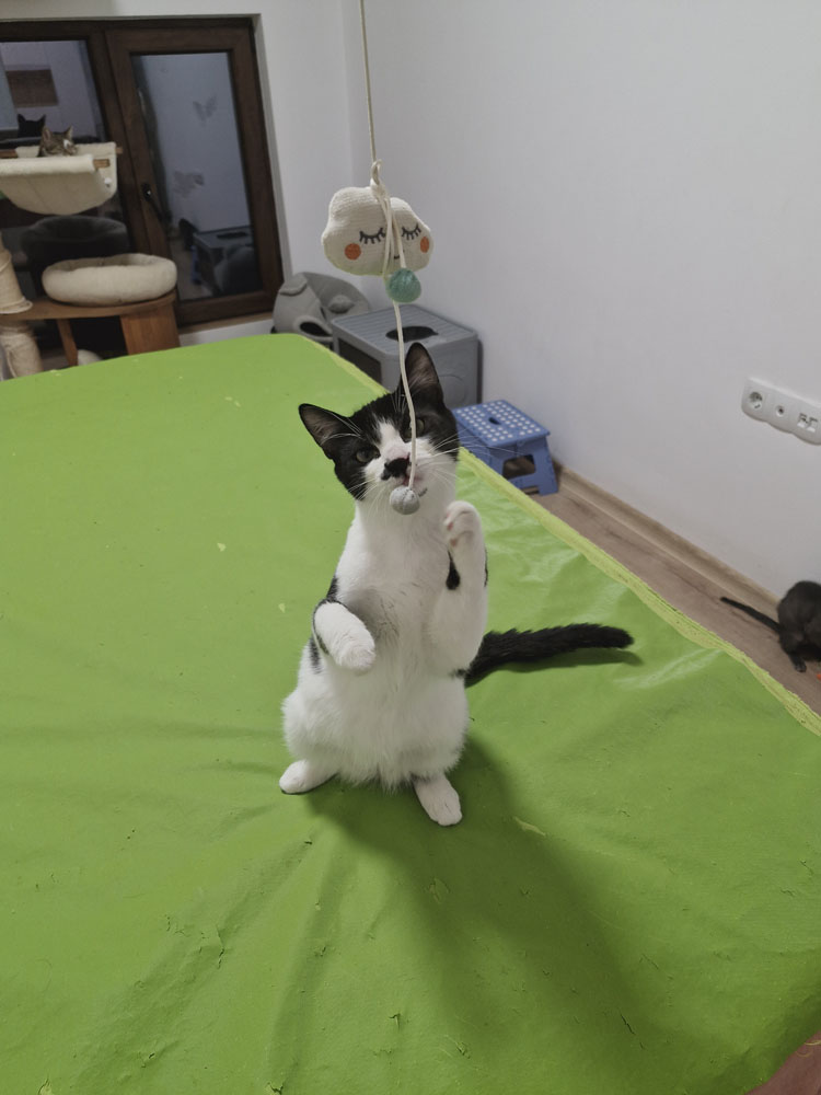 Duke-Finn-Picco Artikel (9)