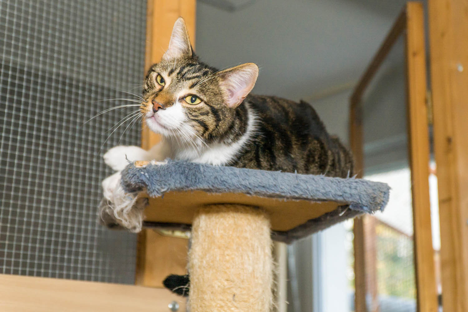 Tierschutz Katzen Vermittlung rund um Köln