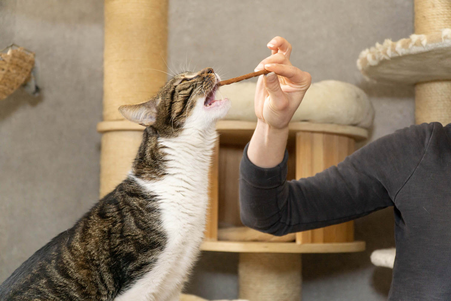 Tierschutz Katzen Vermittlung rund um Köln