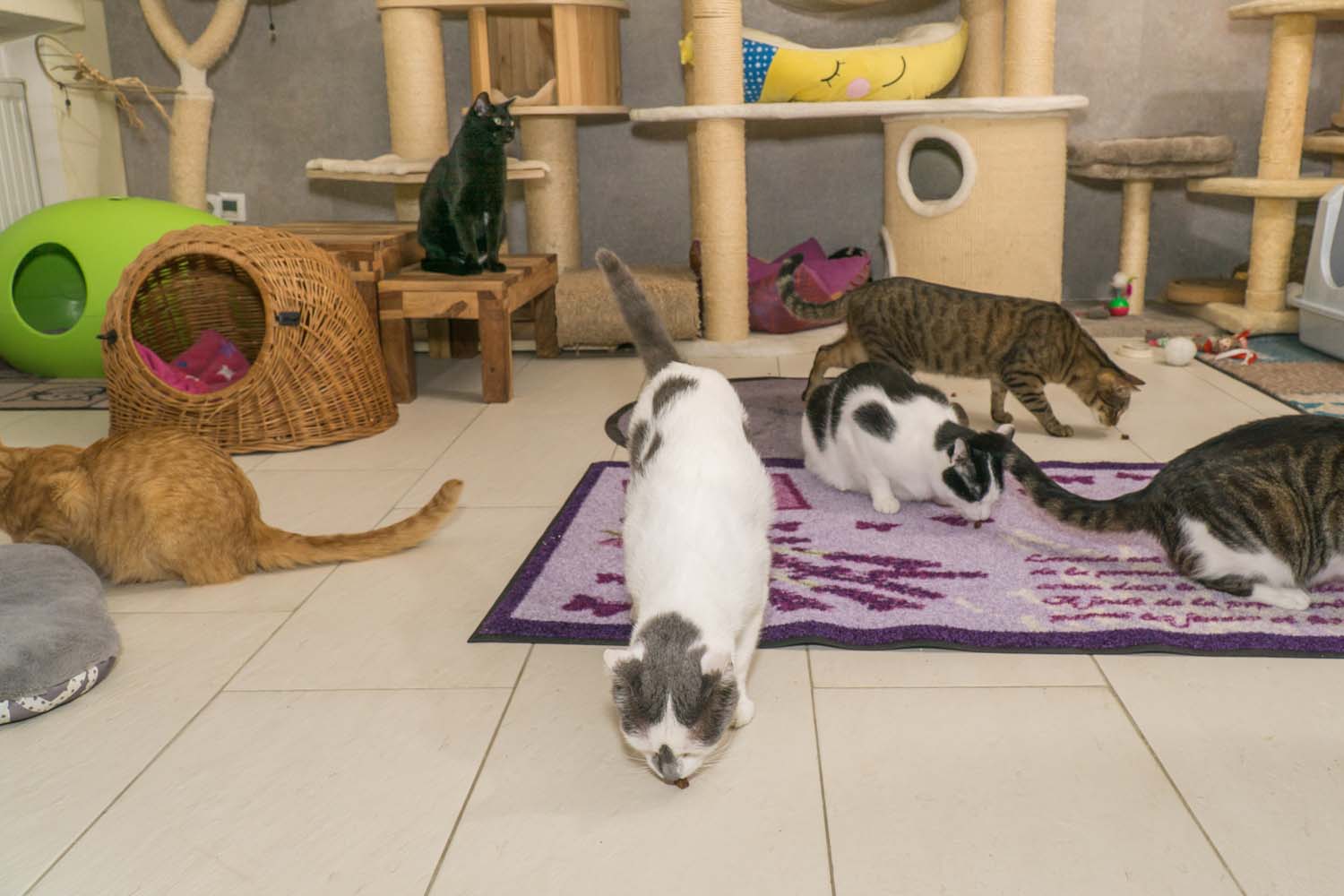 Tierschutz Katzen Vermittlung rund um Köln
