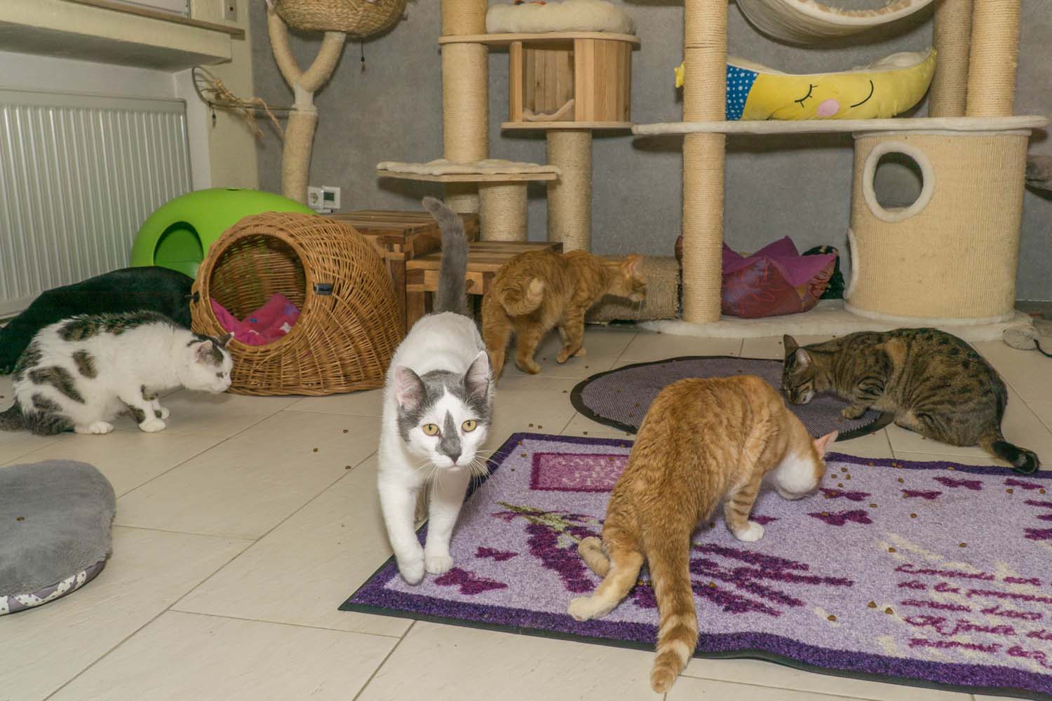 Tierschutz Katzen Vermittlung rund um Köln