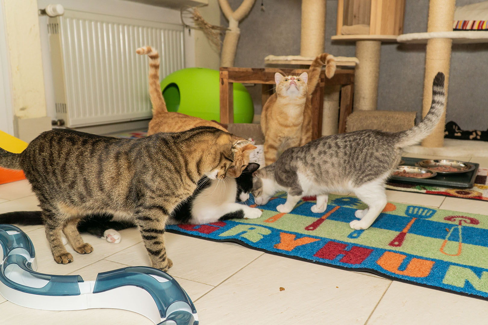 Pflegekatzen Startseite 30.10.18 (1)