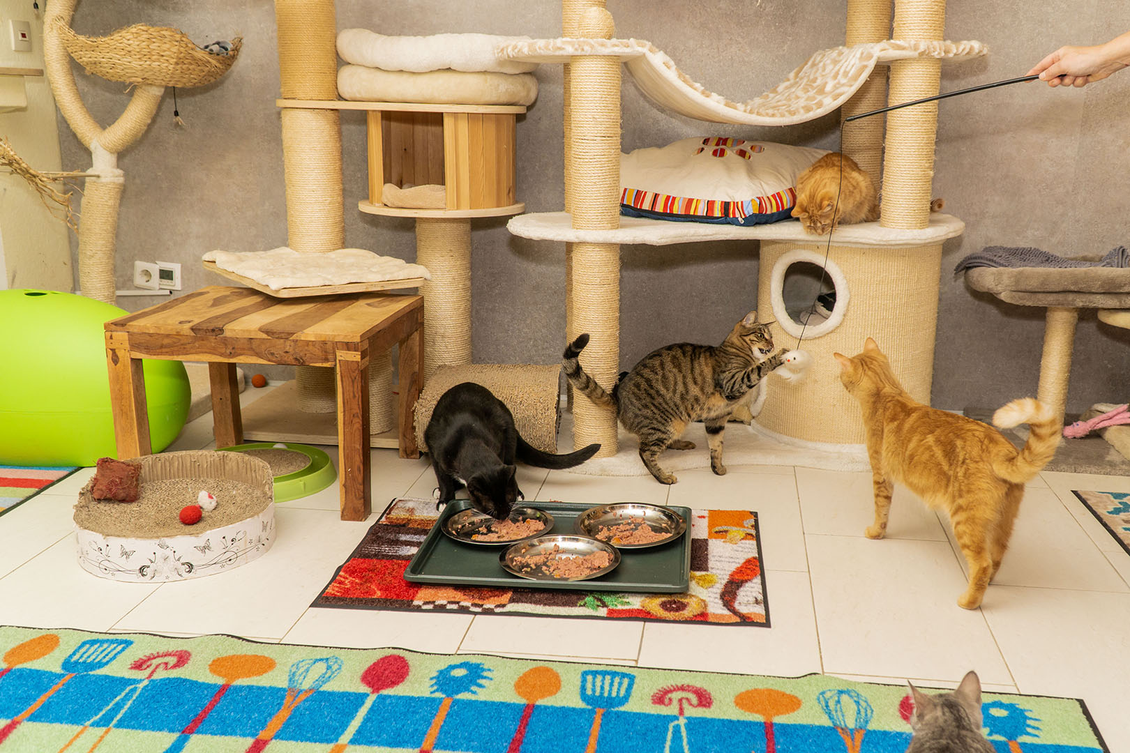 Pflegekatzen Startseite 30.10.18 (16)
