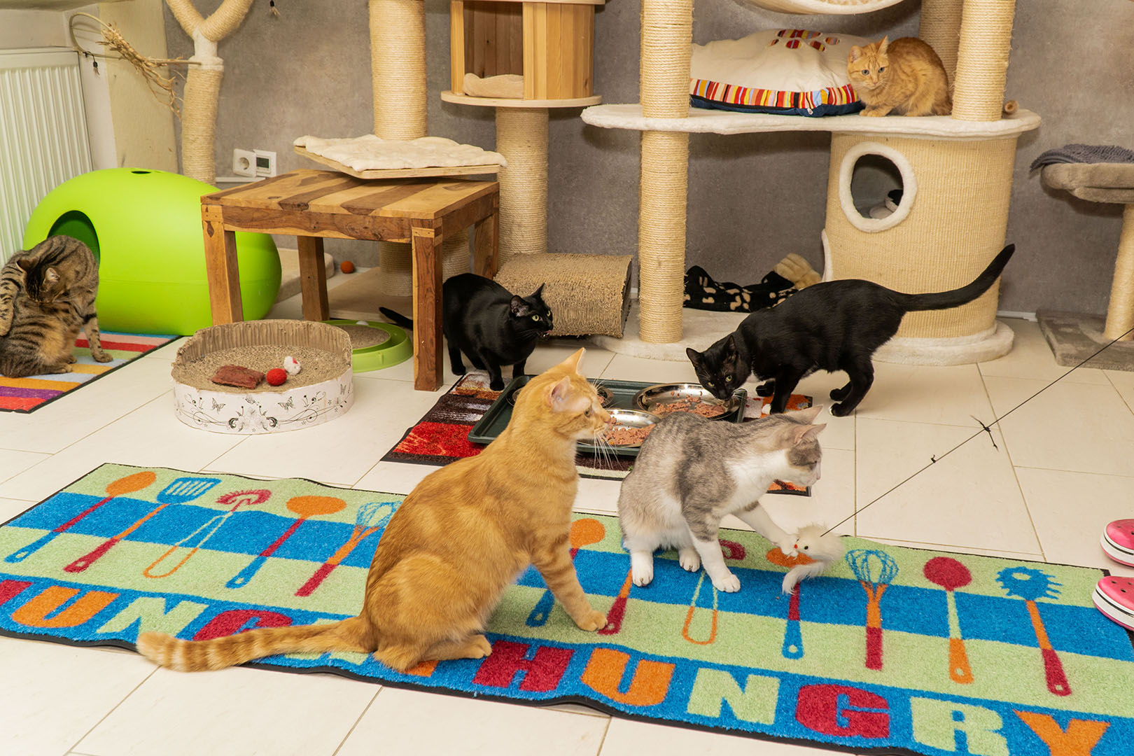 Pflegekatzen Startseite 30.10.18 (17)