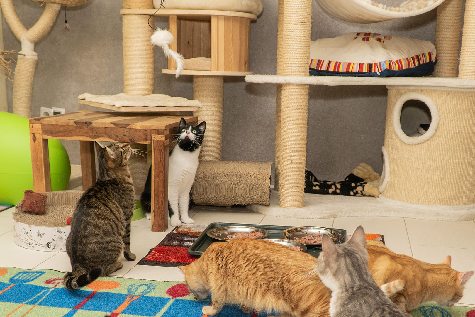 Pflegekatzen Startseite 30.10.18 (9)