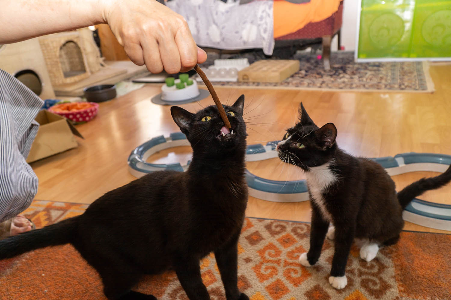 Tierschutz Katzen Vermittlung rund um Köln